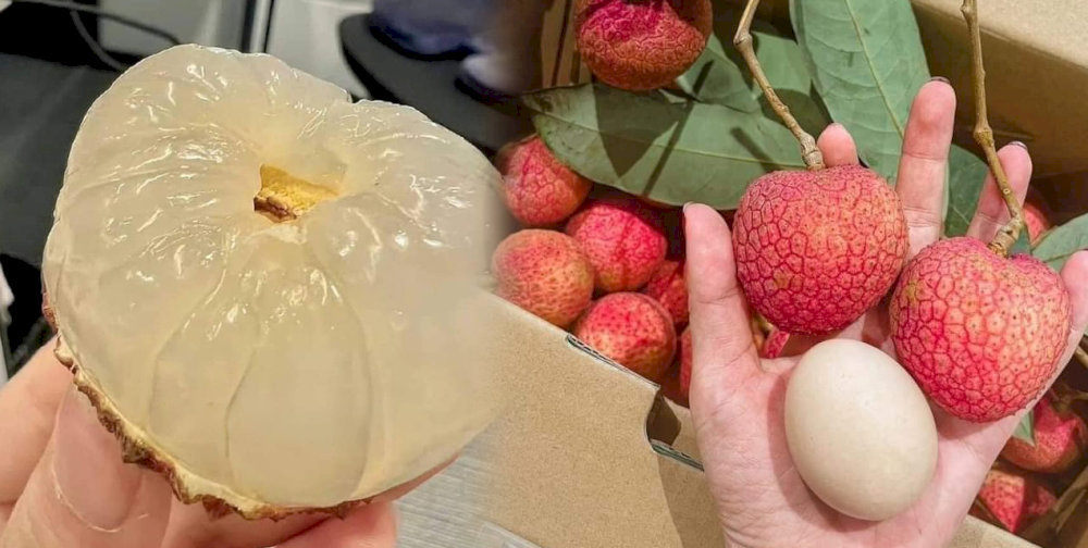 Vải trứng Hưng Yên